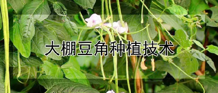 大棚豆角种植技术