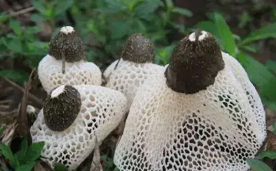 竹荪种植技术，栽培养料配方