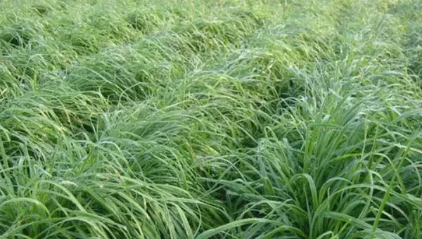 黑麦草种植方法 黑麦草什么时候种