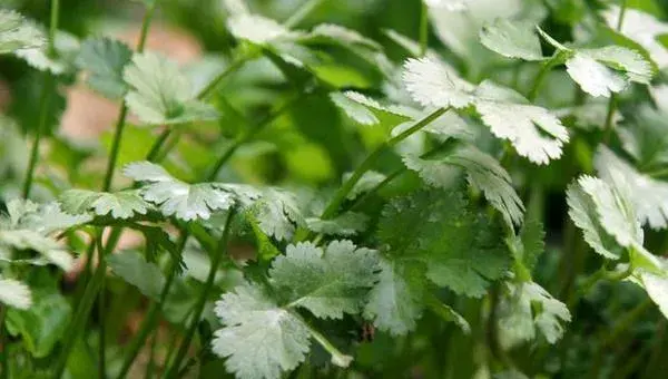 香菜夏季高温时节管理措施