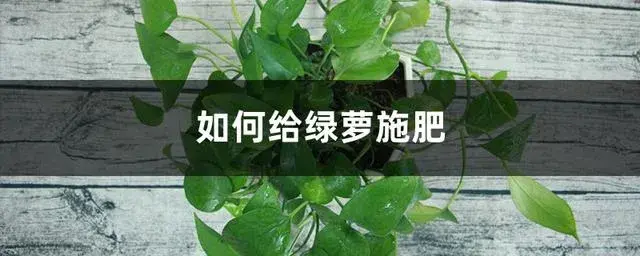 绿萝花肥怎么用？