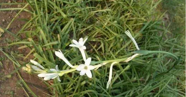 晚香玉花什么时候开花 晚香玉花种球什么时候种