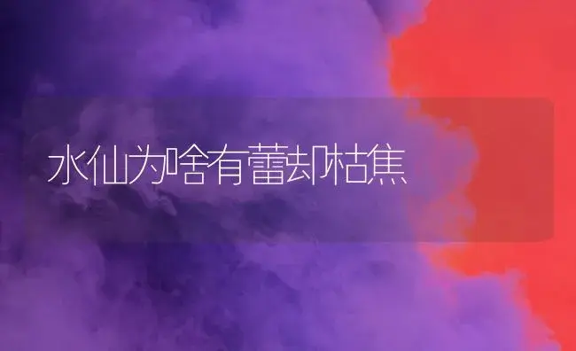 水仙为啥有蕾却枯焦 | 植物知识