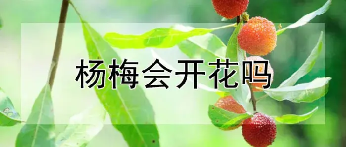 杨梅会开花吗