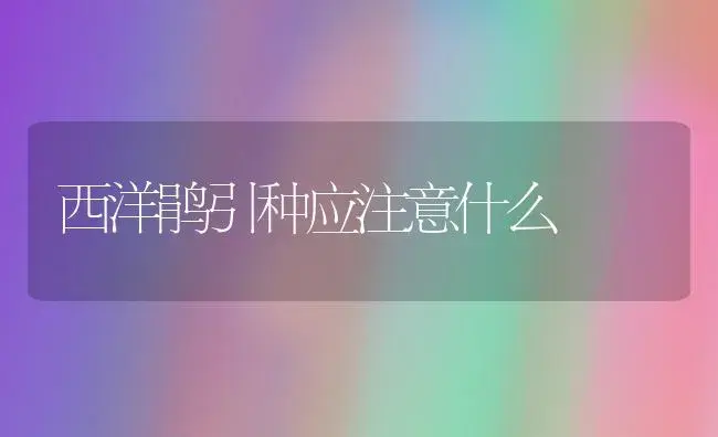 西洋鹃引种应注意什么 | 植物科普