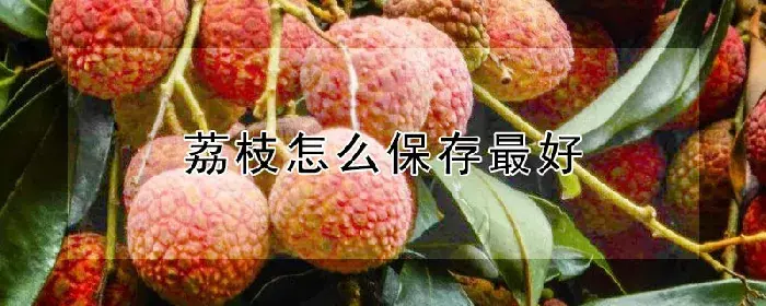 荔枝怎么保存最好