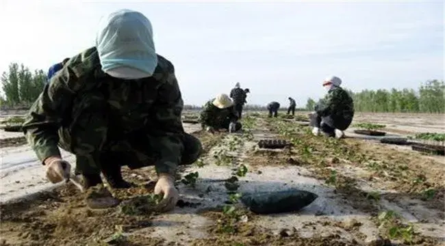 棉花移栽时间和方法