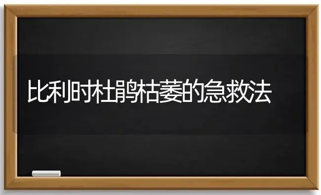 比利时杜鹃枯萎的急救法 | 植物科普