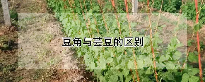 豆角与芸豆的区别