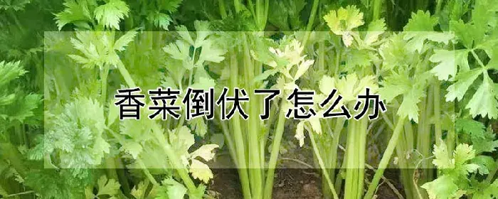 香菜倒伏了怎么办