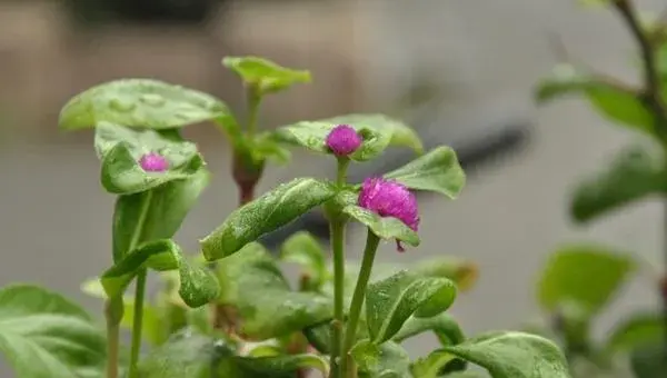 千日红繁殖方法 千日红怎么播种