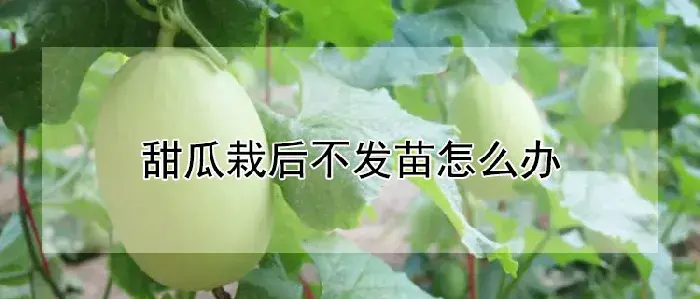 甜瓜栽后不发苗怎么办