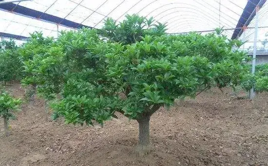流苏树嫁接桂花方法与流程介绍