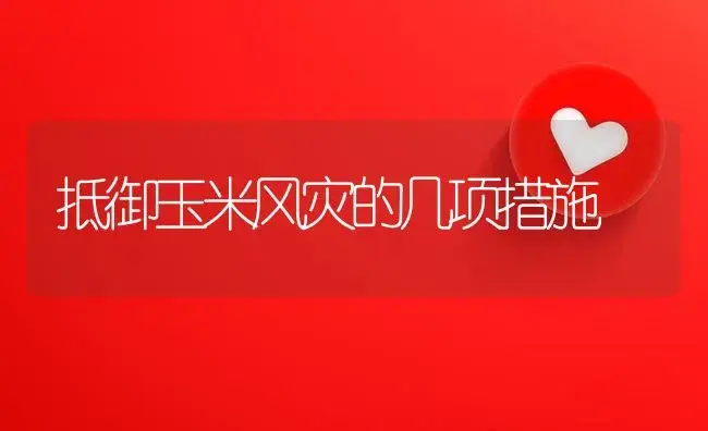 抵御玉米风灾的几项措施 | 植物资料