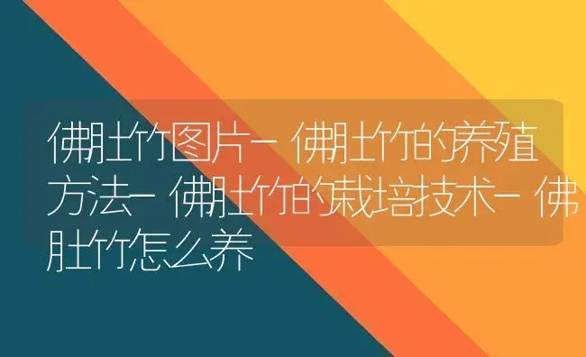 佛肚竹图片-佛肚竹的养殖方法-佛肚竹的栽培技术-佛肚竹怎么养 | 植物科普