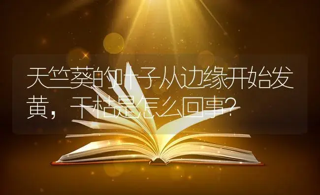 天竺葵的叶子从边缘开始发黄，干枯是怎么回事？ | 植物问答