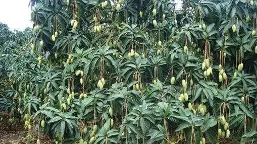 2017种芒果赚钱吗？2017种芒果前景及市场价格行情分析