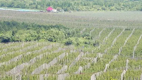 五味子种植技术 五味子栽培方法