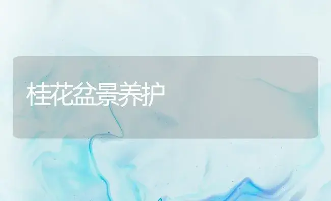 桂花盆景养护 | 植物知识