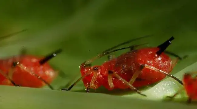 蚜虫的生物防治方法