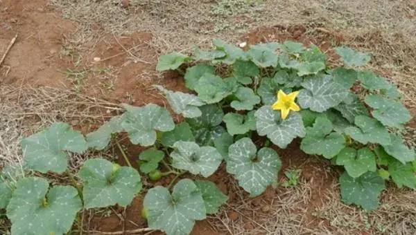 巨型南瓜种植技术 巨型南瓜种子价格