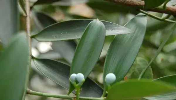 竹柏树怎么修剪 竹柏树种植技术与注意事项