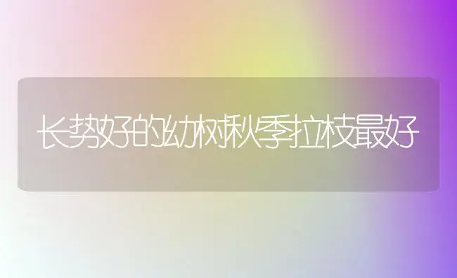 长势好的幼树秋季拉枝最好 | 植物科普