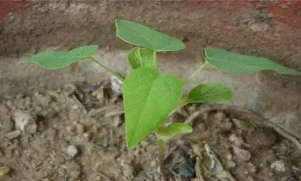 木瓜的繁殖方法