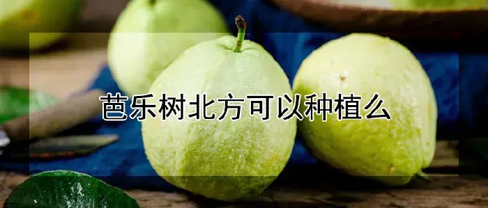 芭乐树北方可以种植么