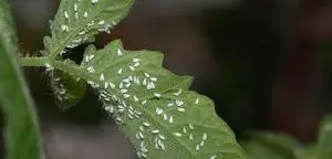 温室番茄白粉虱防治技巧