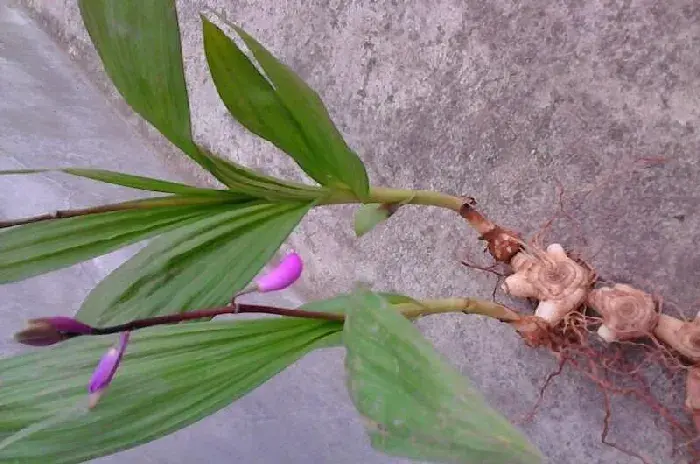 怎样种植技术白芨 如何提高白芨的存活率？