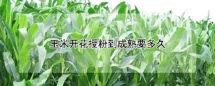 玉米开花授粉到成熟要多久