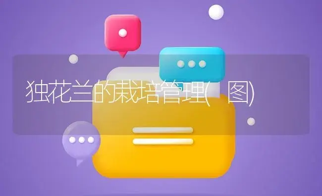 独花兰的栽培管理(图) | 植物知识