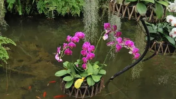 蝴蝶兰可以水培养殖吗 蝴蝶兰水培方法
