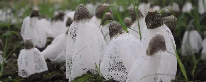 竹荪种植技术，栽培养料配方