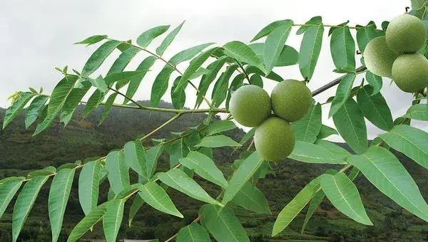 2018种核桃赚钱吗？核桃种植的利润与投资成本及前景预测