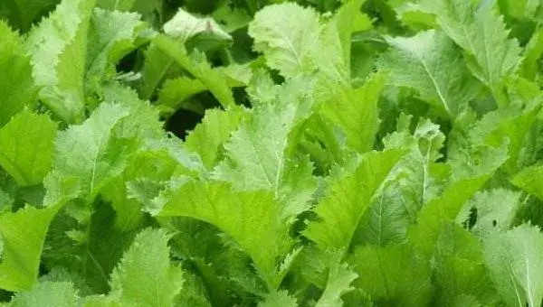 2018种芥菜赚钱吗？芥菜种植的利润与投资成本及前景预测