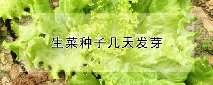生菜种子几天发芽