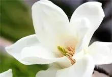 白玉兰结果似麻花辫