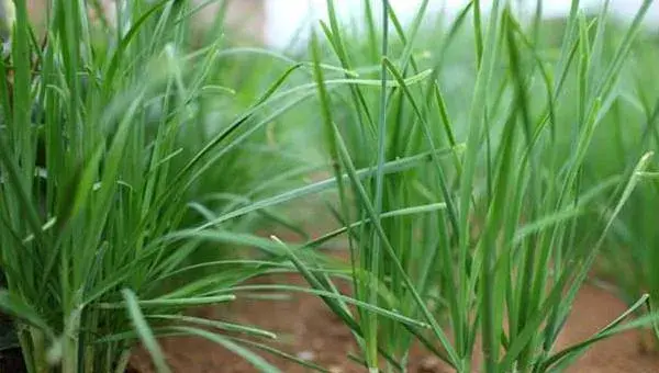 韭菜夏秋季种植注意事项