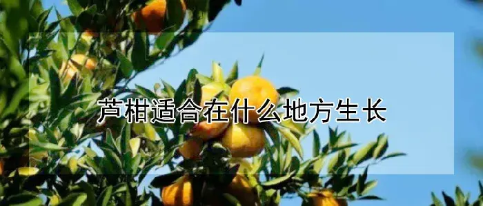芦柑适合在什么地方生长