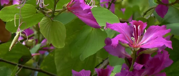 紫荆花可以种在花盆里吗