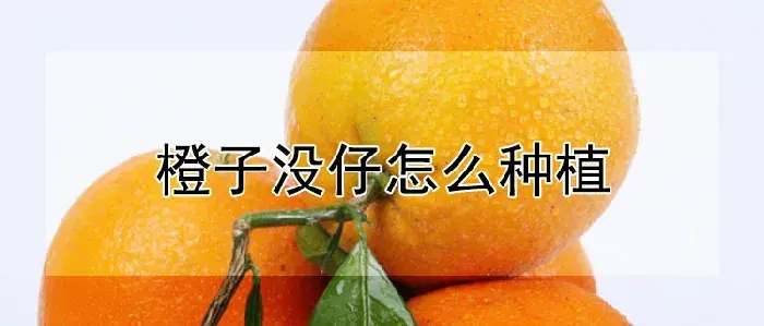 橙子没仔怎么种植