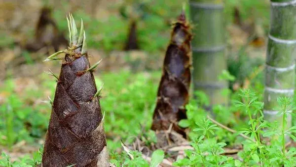 竹笋种植条件和方法