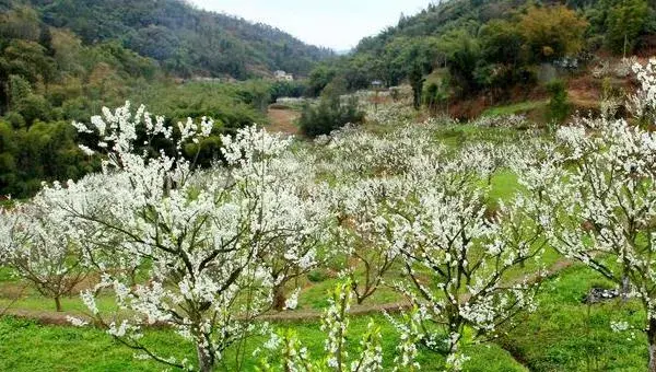 李子种子怎么种植苗