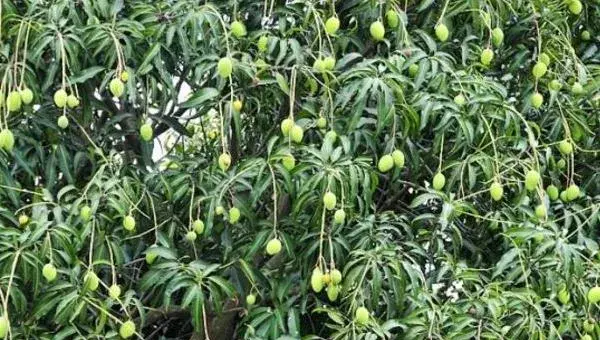 芒果种植技术