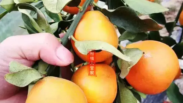 脆蜜金桔怎么保花保果,非常有效的方案