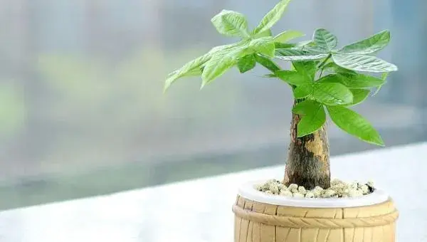 小发财树怎么养 如何盆栽养好发财树