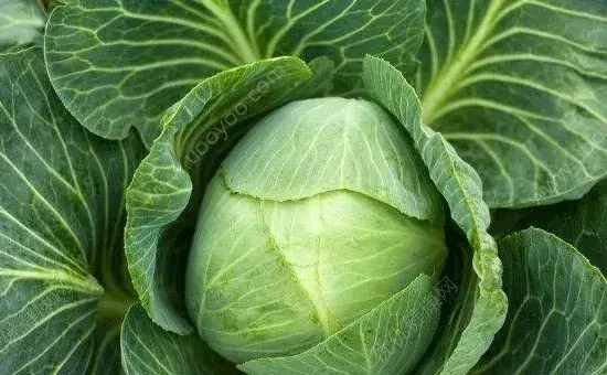 提高包菜产量的栽培管理技术有哪些？