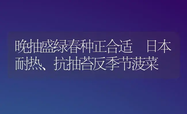 晚抽盛绿春种正合适―日本耐热、抗抽苔反季节菠菜 | 植物百科